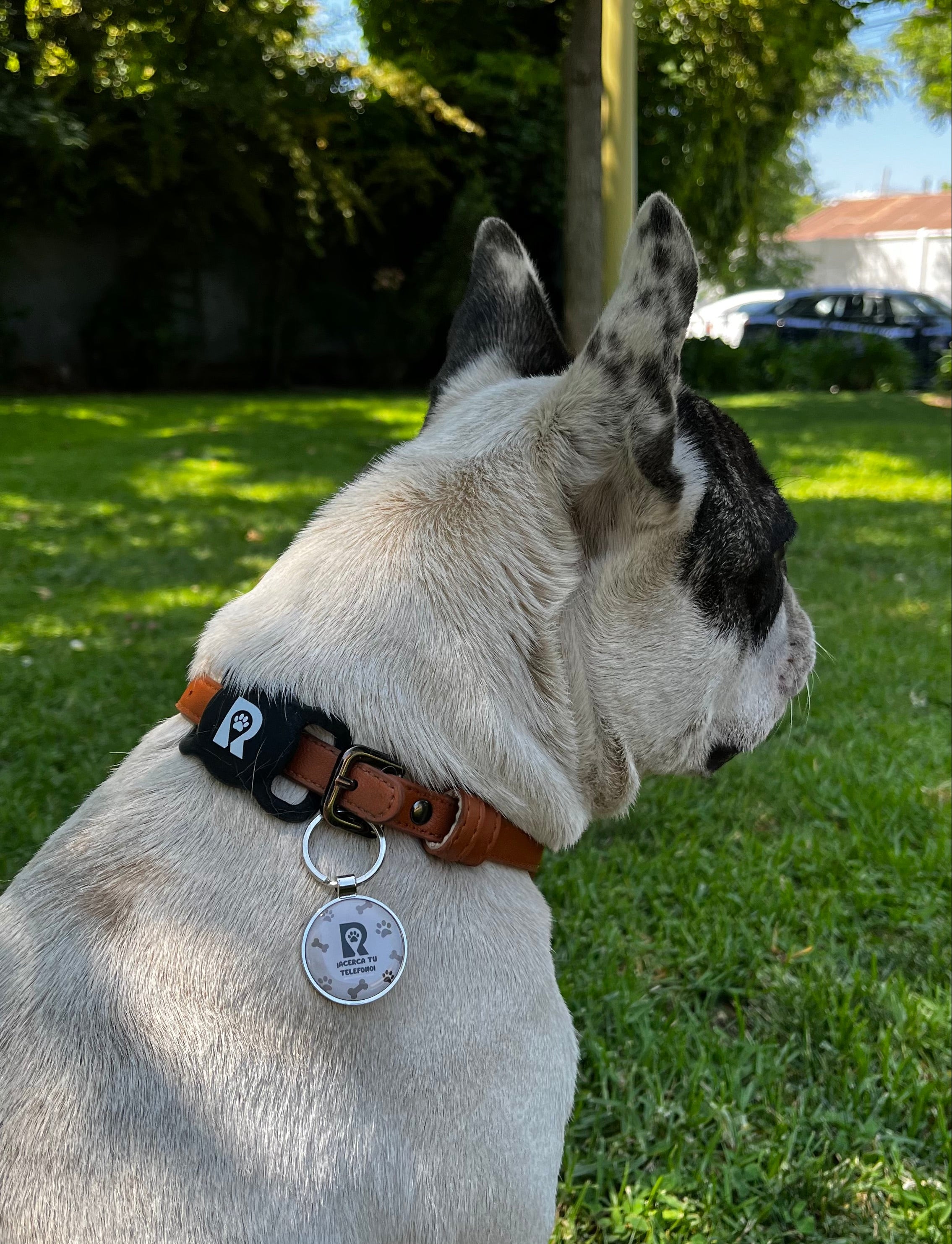 Pack GPS + Placa RastroPet