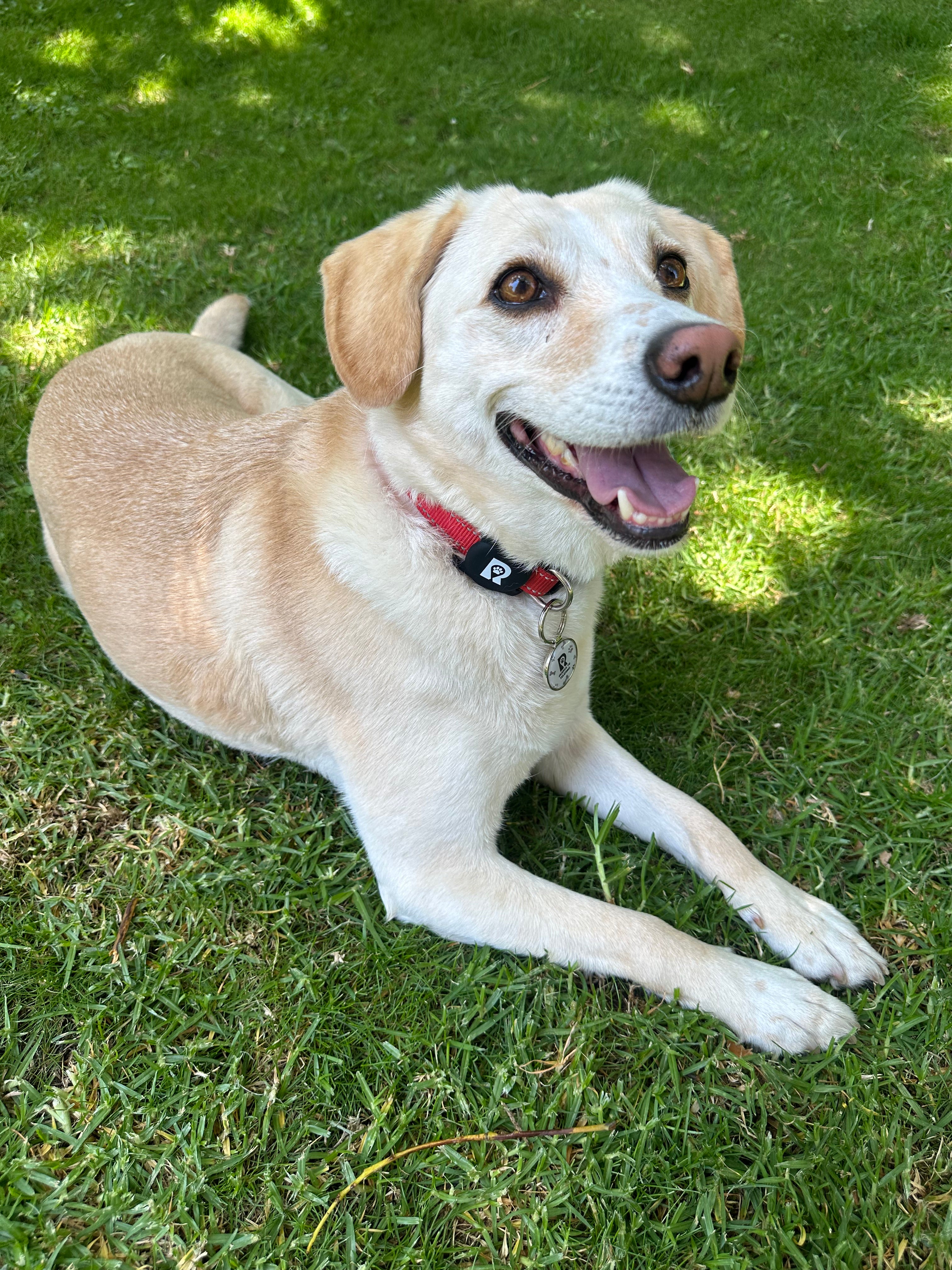 Pack GPS + Placa RastroPet